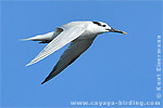 Sandwich Tern