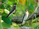 Northern Rough-winged Swallow