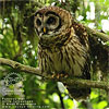 Fulvous Owl