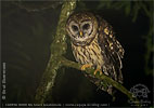 Fulvous Owl in Guatemala