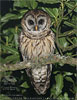 Fulvous Owl