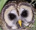 Fulvous Owl