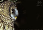 Fulvous Owl