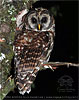 Fulvous Owl