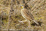 Eastern Meadowlark