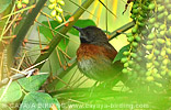 Rufous-breasted Spinetail