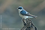 Mangrove Swallow