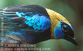 Golden-hooded Tanager