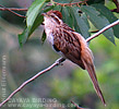 Striped Cuckoo