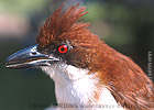 Great Antshrike