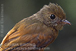 Ruddy-tailed Flycatcher