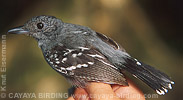 Black-crowned Antshrike