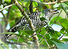 Barred Antshrike