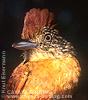 Barred Antshrike