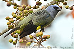 Yellow-winged Tanager