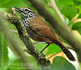 Spot-breasted Wren