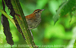 Rufous-and-white Wren