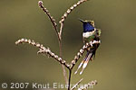 male Sparkling-tailed Hummingbird