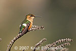 female Sparkling-tailed Hummingbird