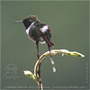 male Sparkling-tailed Hummingbird