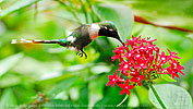 male Sparkling-tailed Hummingbird