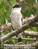 Black-crowned Tityra