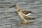 Lesser Yellowlegs vs. Greater Yellowlegs