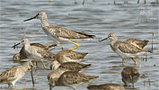 Greater Yellowlegs vs. Lesser Yellowlegs