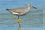 Greater Yellowlegs