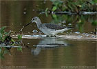 Greater Yellowlegs