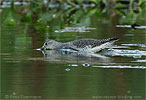 Greater Yellowlegs