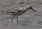 Greater Yellowlegs