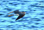 Greater Yellowlegs