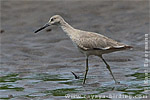 Willet