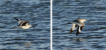 Willet in flight