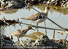 Solitary Sandpiper