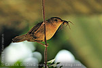 House Wren