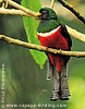 Collared Trogon