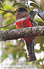 Collared Trogon