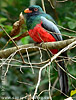 Male Slaty-tailed Trogon