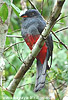 Female Slaty-tailed Trogon