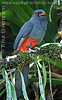 Female Slaty-tailed Trogon