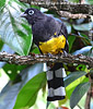 male Black-headed Trogon