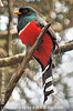 Mountain Trogon