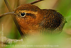 Rufous-browed Wren