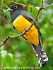 male Gartered Trogon