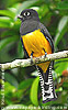 female Gartered Trogon