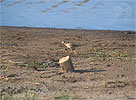 Buff-breasted Sandpiper