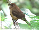 Clay-colored Thrush