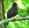 Black Thrush